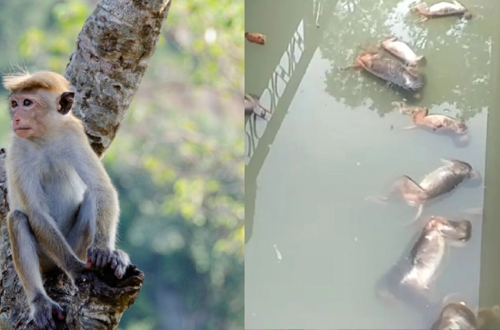 Around 30 monkeys found dead in a drinking water tanker in Nandikonda