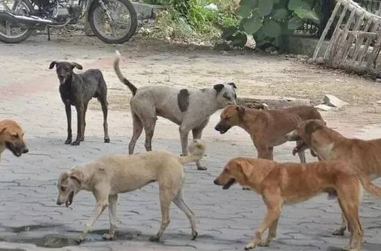 Toll-free number in Telangana to curb street dog menace