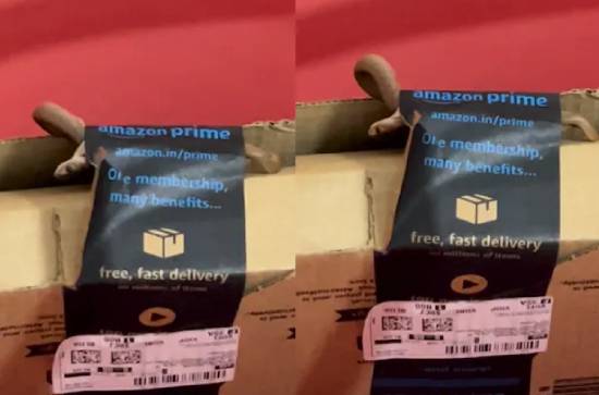 Shocking! Cobra in Amazon delivery package in Bengaluru 