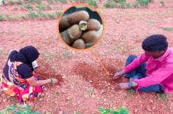 Kurnool’s Quest for Diamonds: Jonnagiri Locals Explore Agricultural Fields