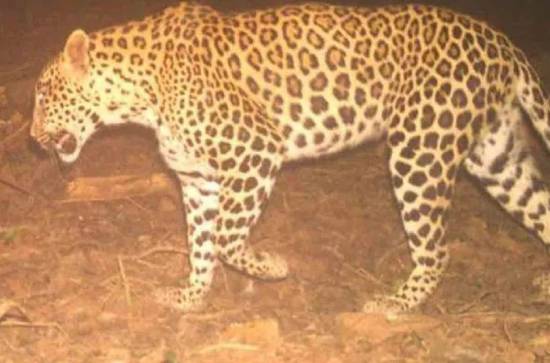 Leopard spotted on the Runway of Hyderabad airport